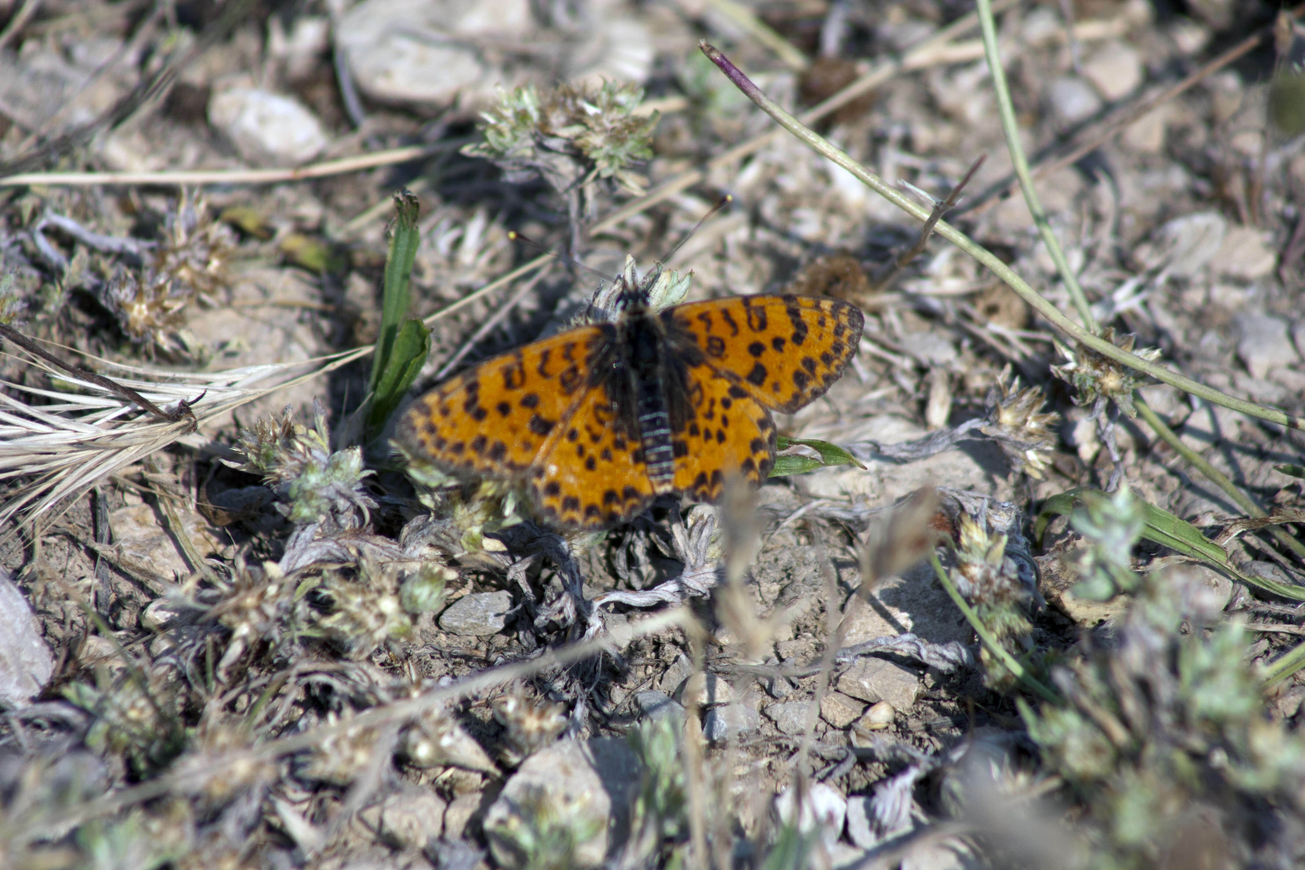 Image of Red-Band Fritillary