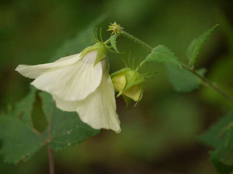 Hibiscus vitifolius L.的圖片