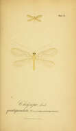 Image of Chrysopa quadripunctata Burmeister 1839