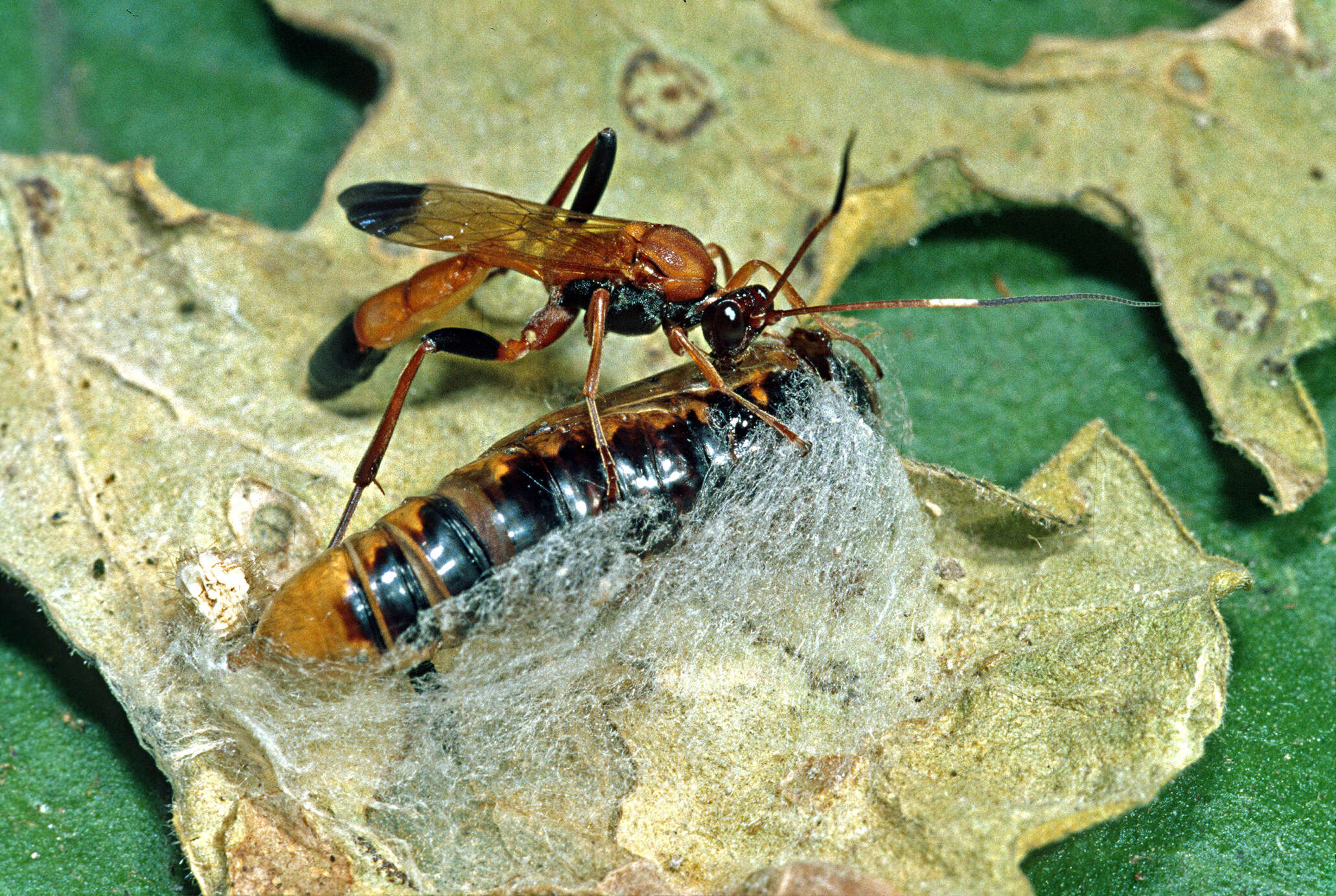 Image of Ctenochares bicolorus (Linnaeus 1767)