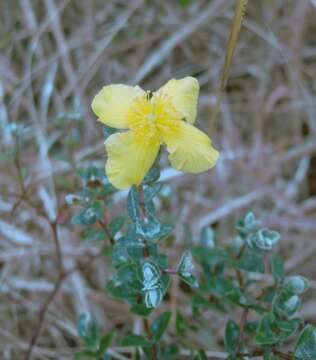 Image of fourpetal St. Johnswort