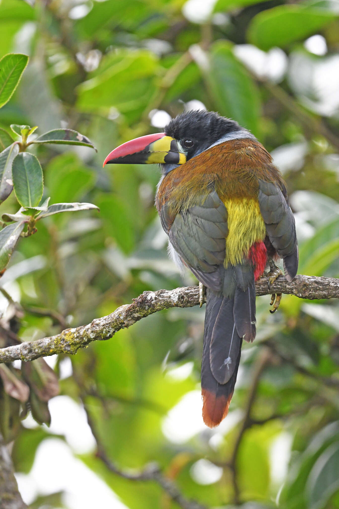 Image de Toucan bleu