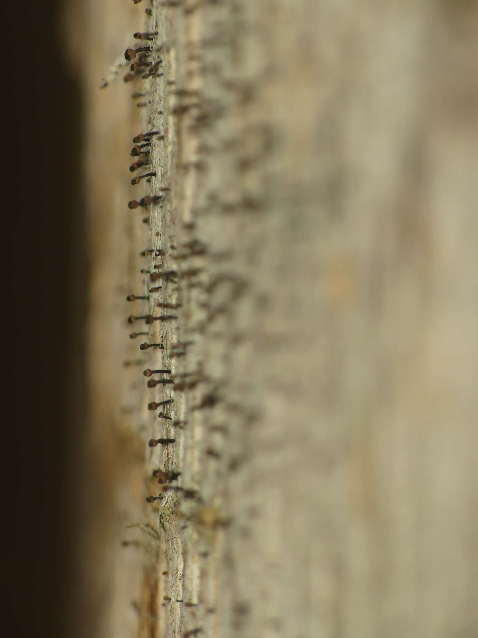 Image of Spike lichen;   Rusted stubble