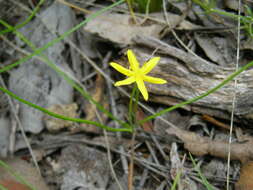 Image of Hypoxis hygrometrica Labill.