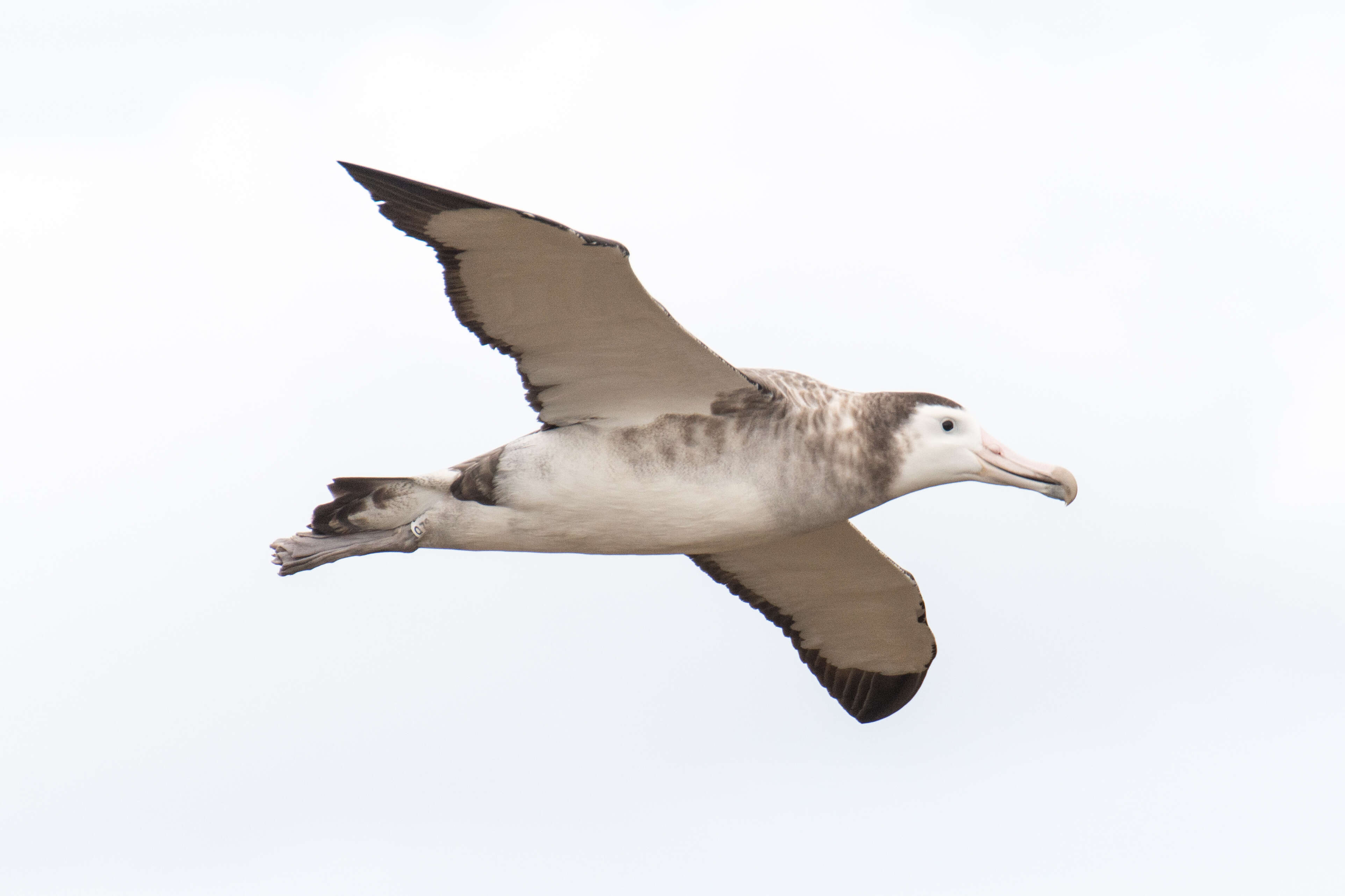 Image de Albatros d'Amsterdam