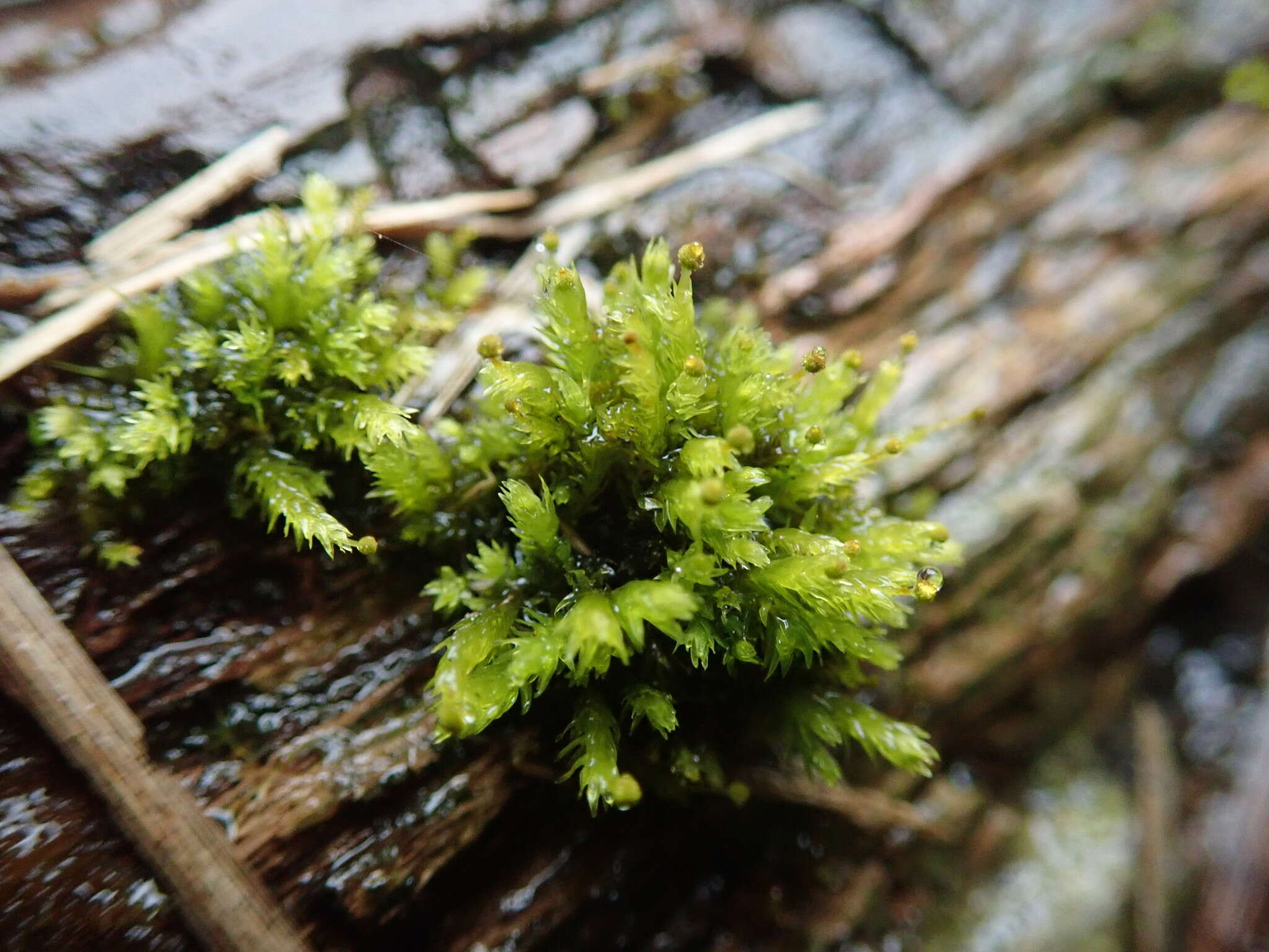 Image of aulacomnium moss