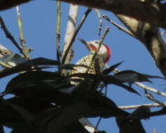 Image of Green-barred Woodpecker