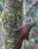 Image of Strong-billed Woodcreeper