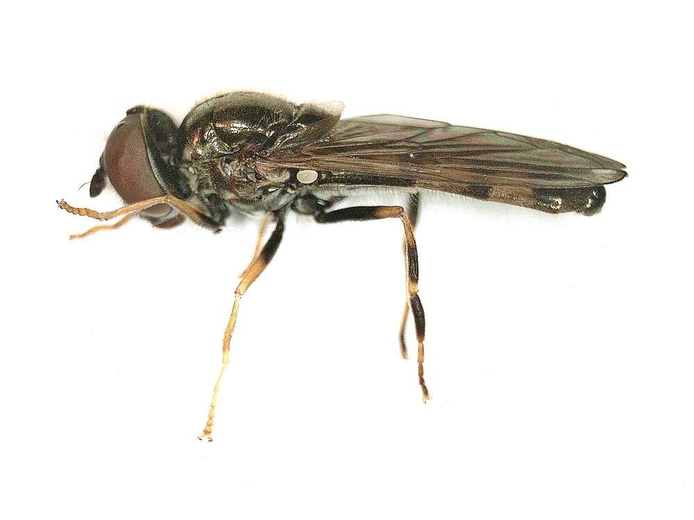 Image of Platycheirus angustatus (Zetterstedt 1843)