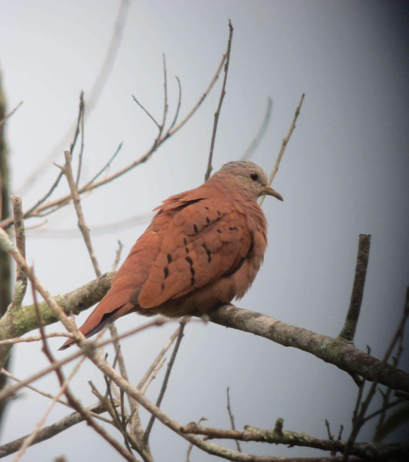 Image of Ruddy Ground Dove