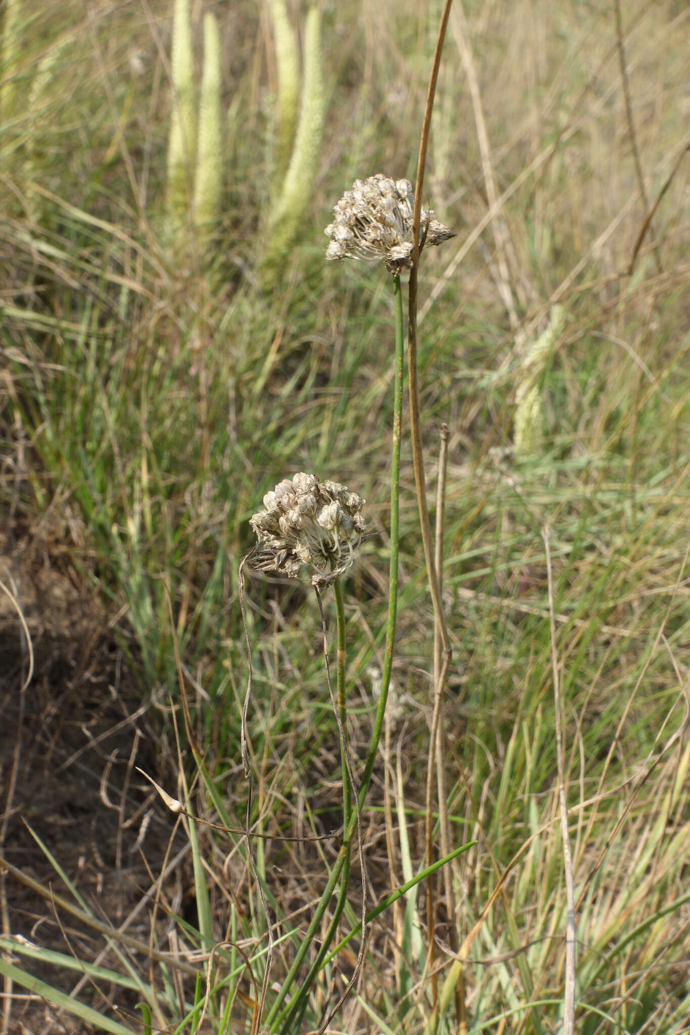 Image of Allium clathratum Ledeb.