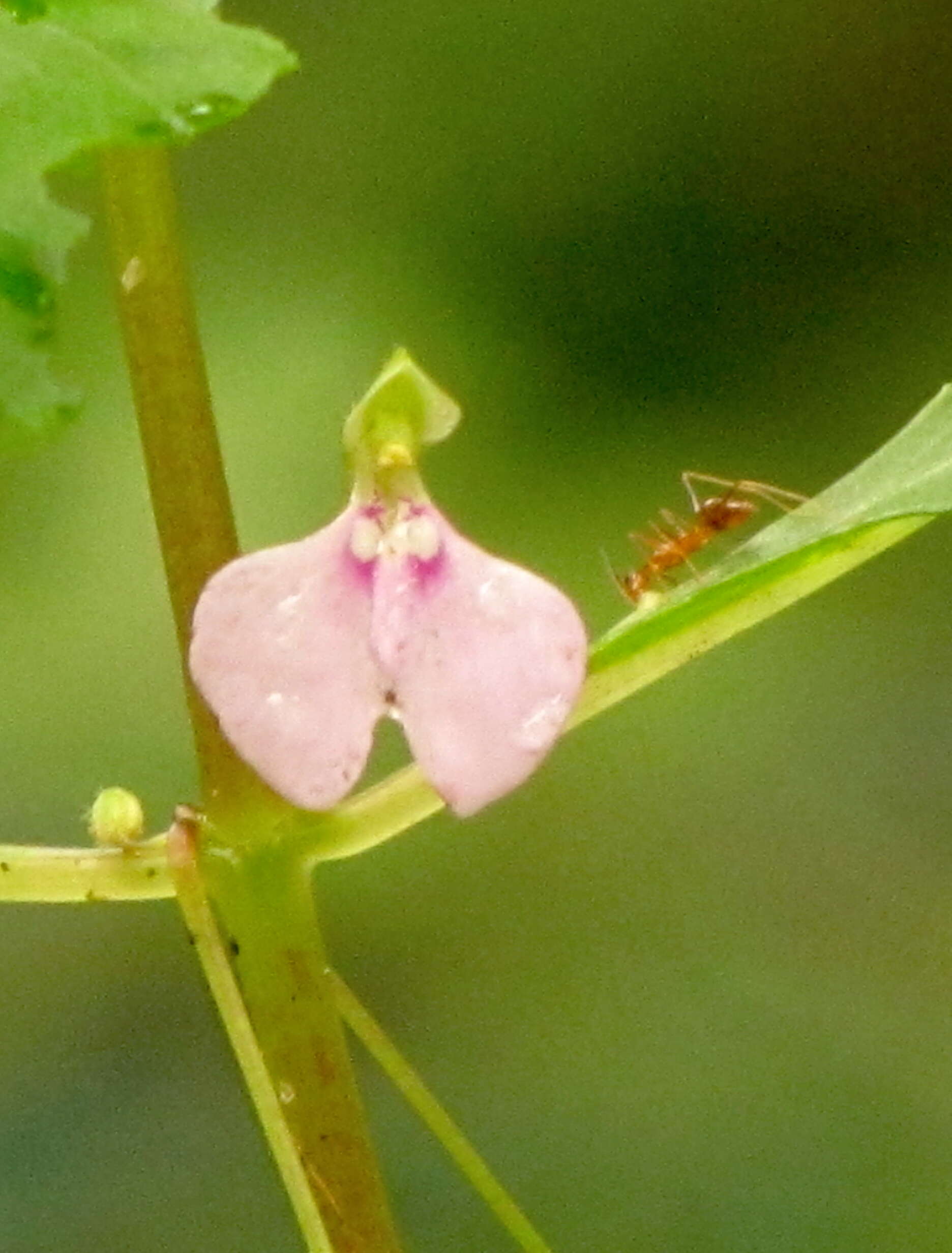 Image of Impatiens minor (DC.) S. S. R. Bennet