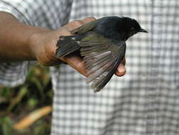 Image of Typical Berrypeckers