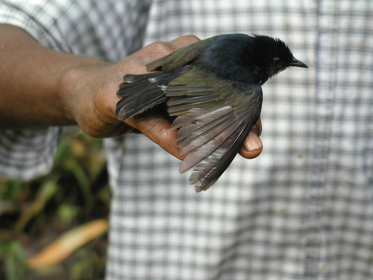 Image of Typical Berrypeckers