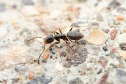 Image of Odorous House Ant