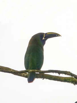 Image of Blue-throated Toucanet