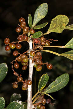 Image of blue-fruited crowberry