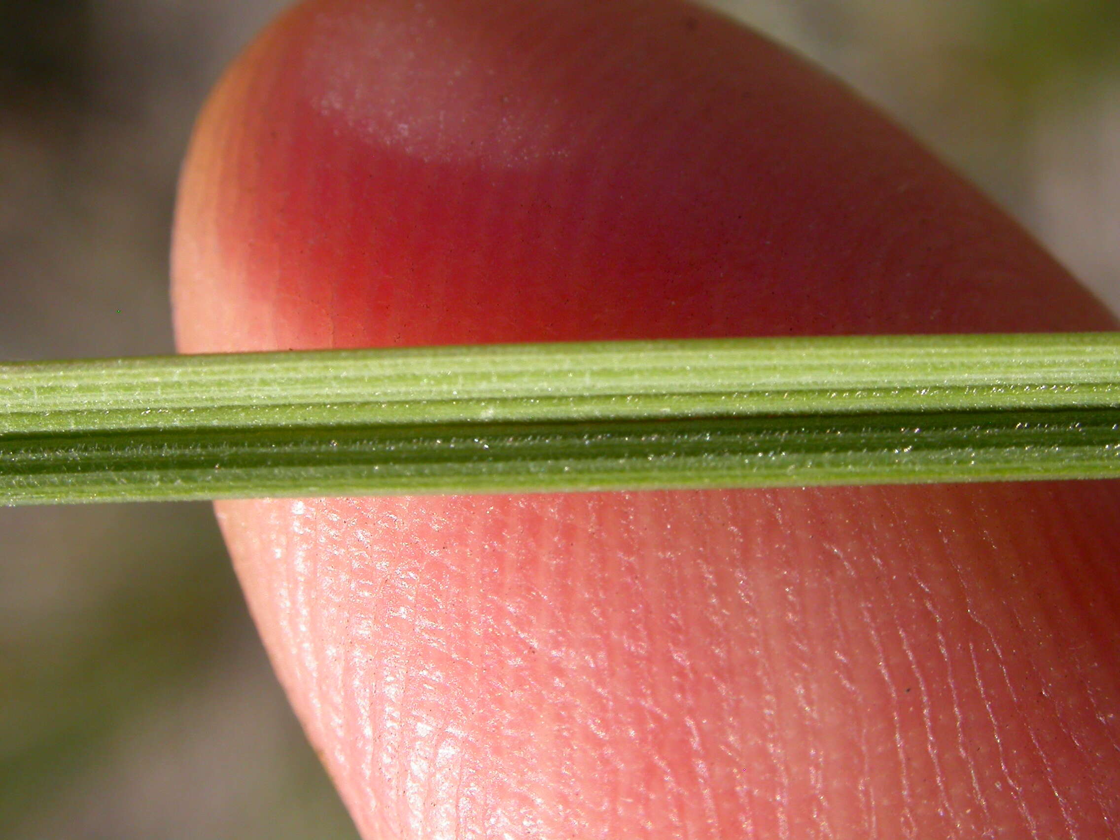 Plancia ëd Festuca campestris Rydb.