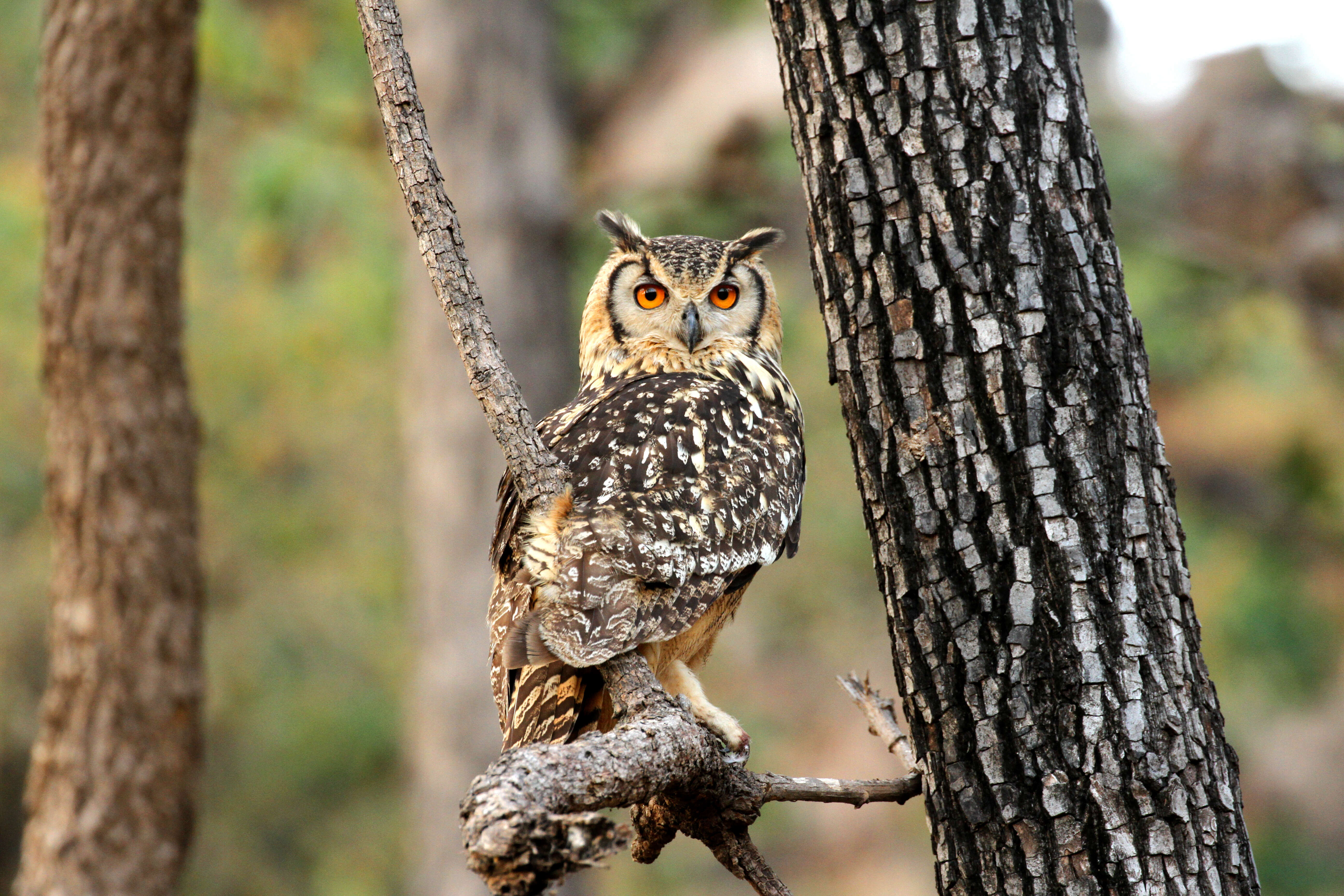 Image of Indian Eagle-Owl