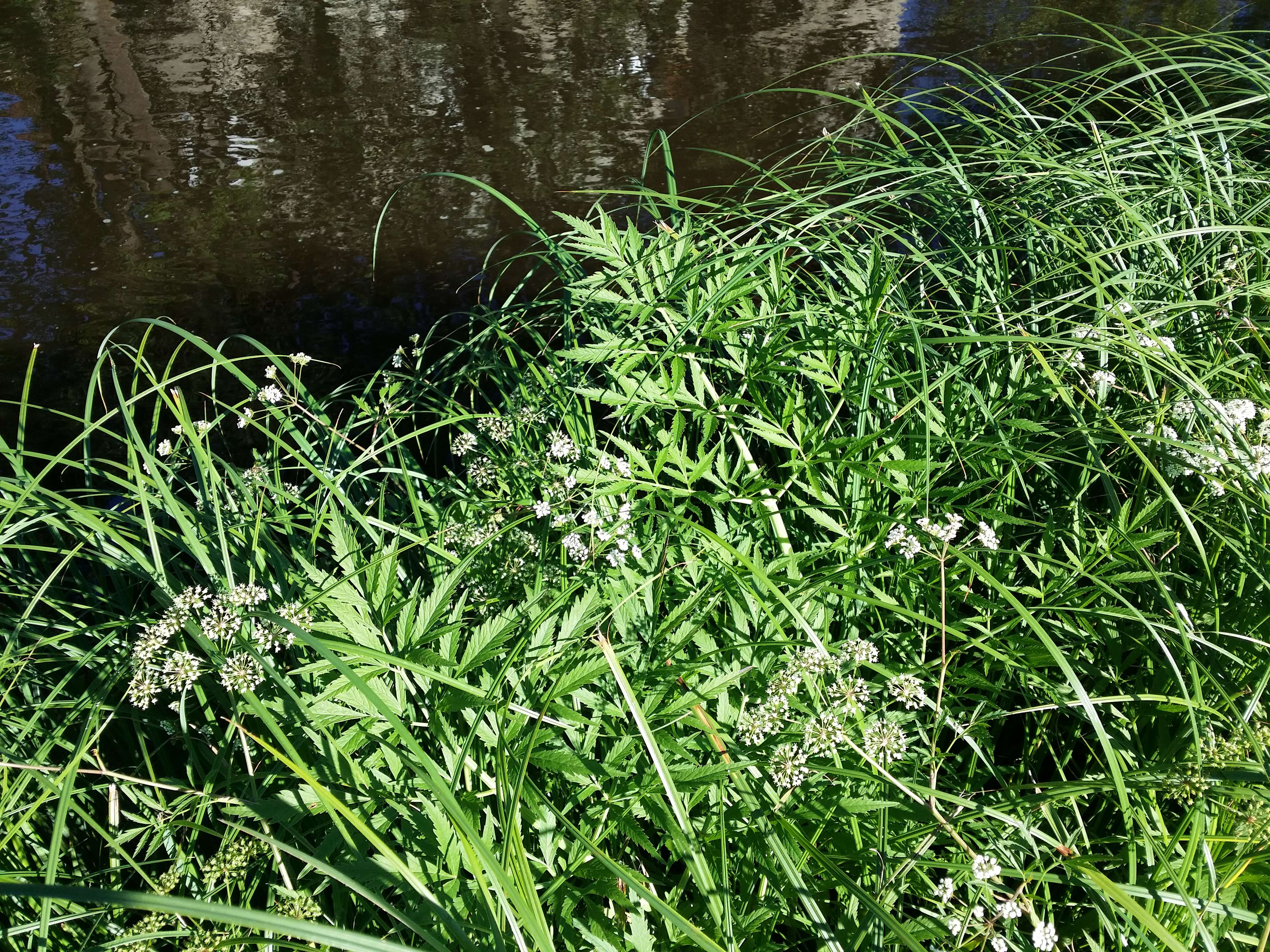 Image of European Waterhemlock