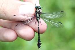 Image of Riverine Clubtail