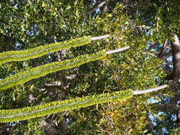 Image of Madagascan ocotillo