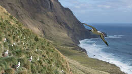 Image de Albatros de Carter