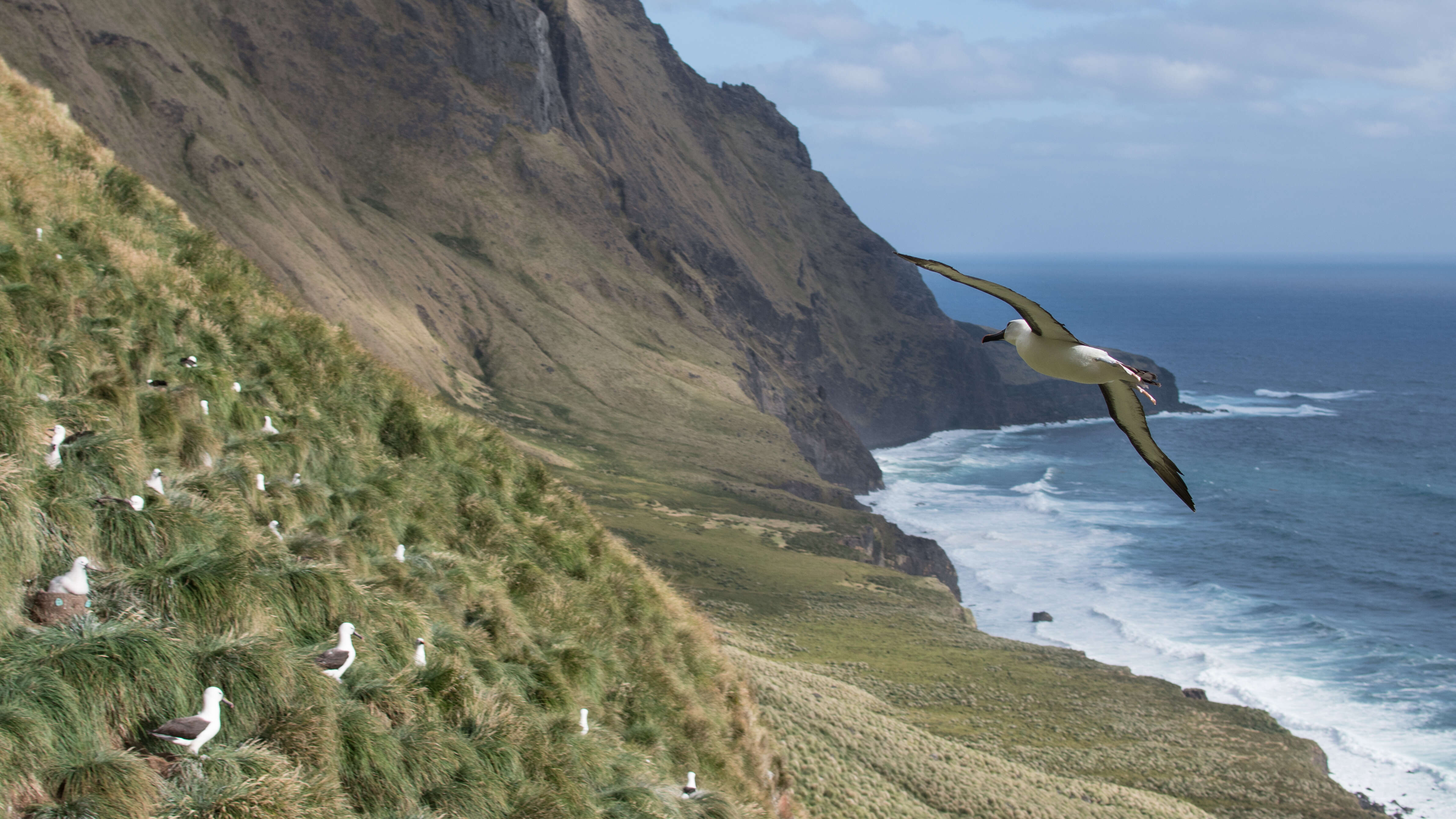 Image de Albatros de Carter