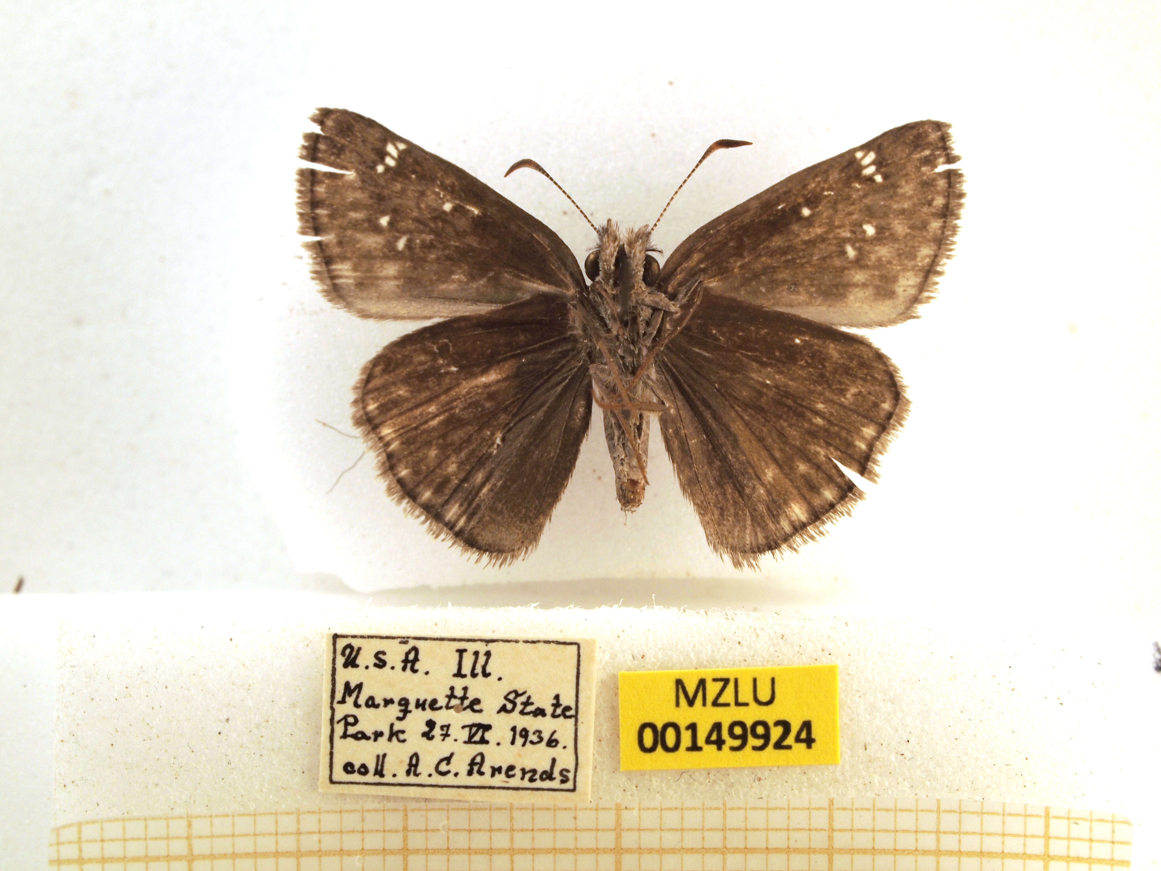 Image of Mottled Duskywing