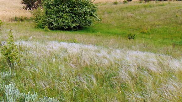 Image of Needle Grass