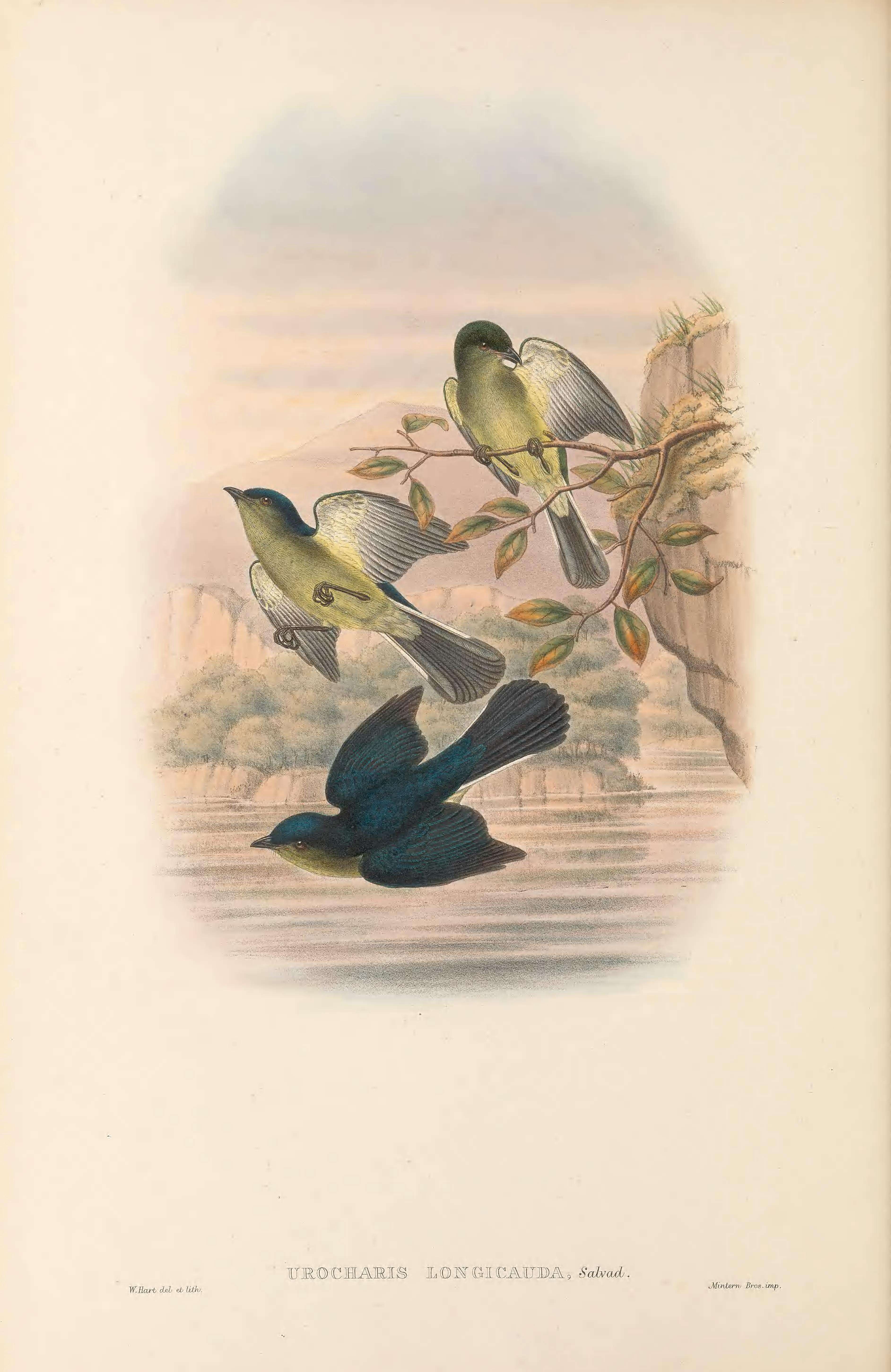 Image of Lemon-breasted Berrypecker