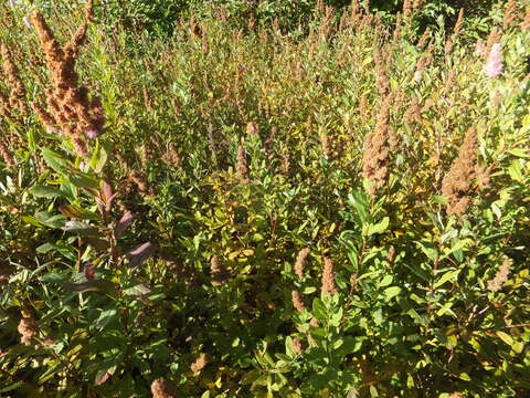 Слика од Spiraea salicifolia L.