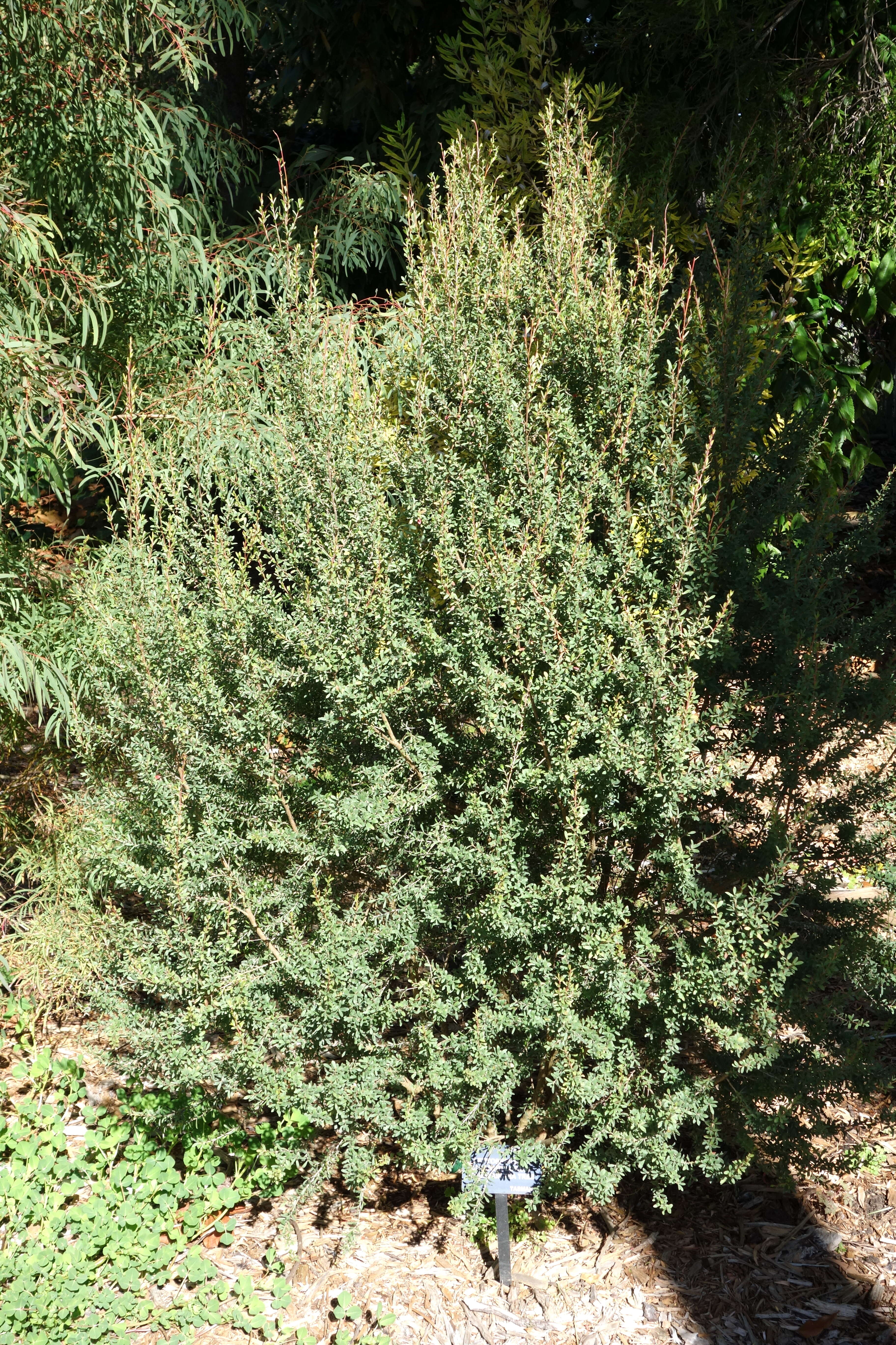 Image of Leptospermum grandiflorum Lodd.