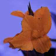 Image of canna lilies