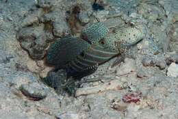 Image of Harlequin prawn-goby