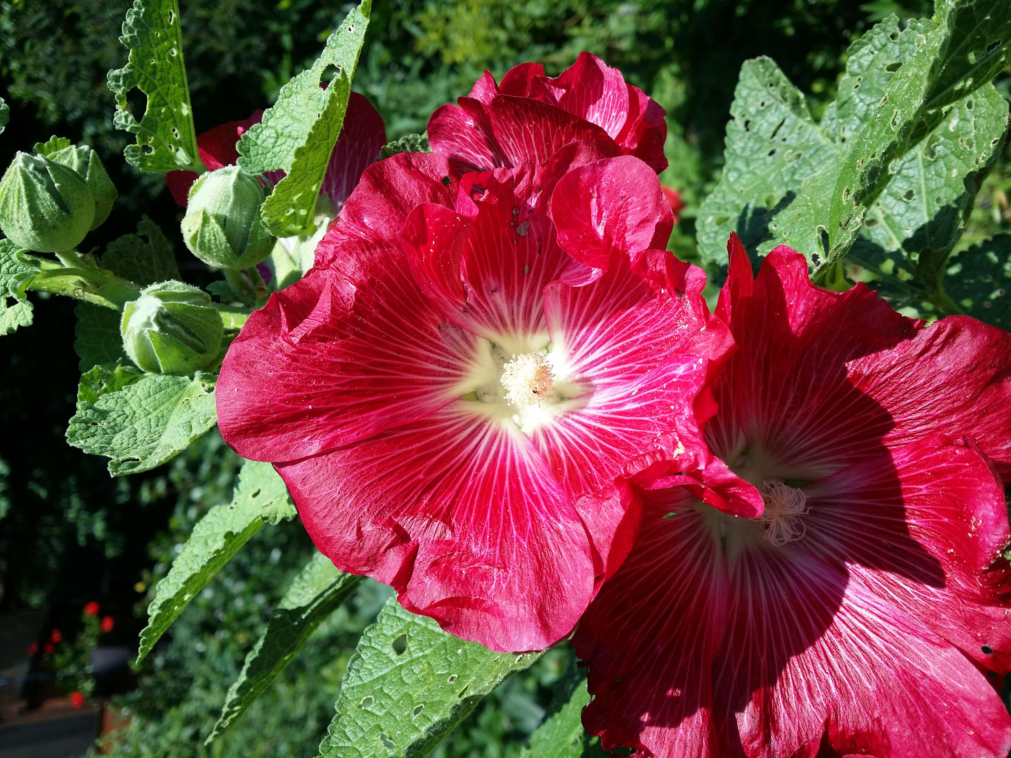 Image of hollyhock