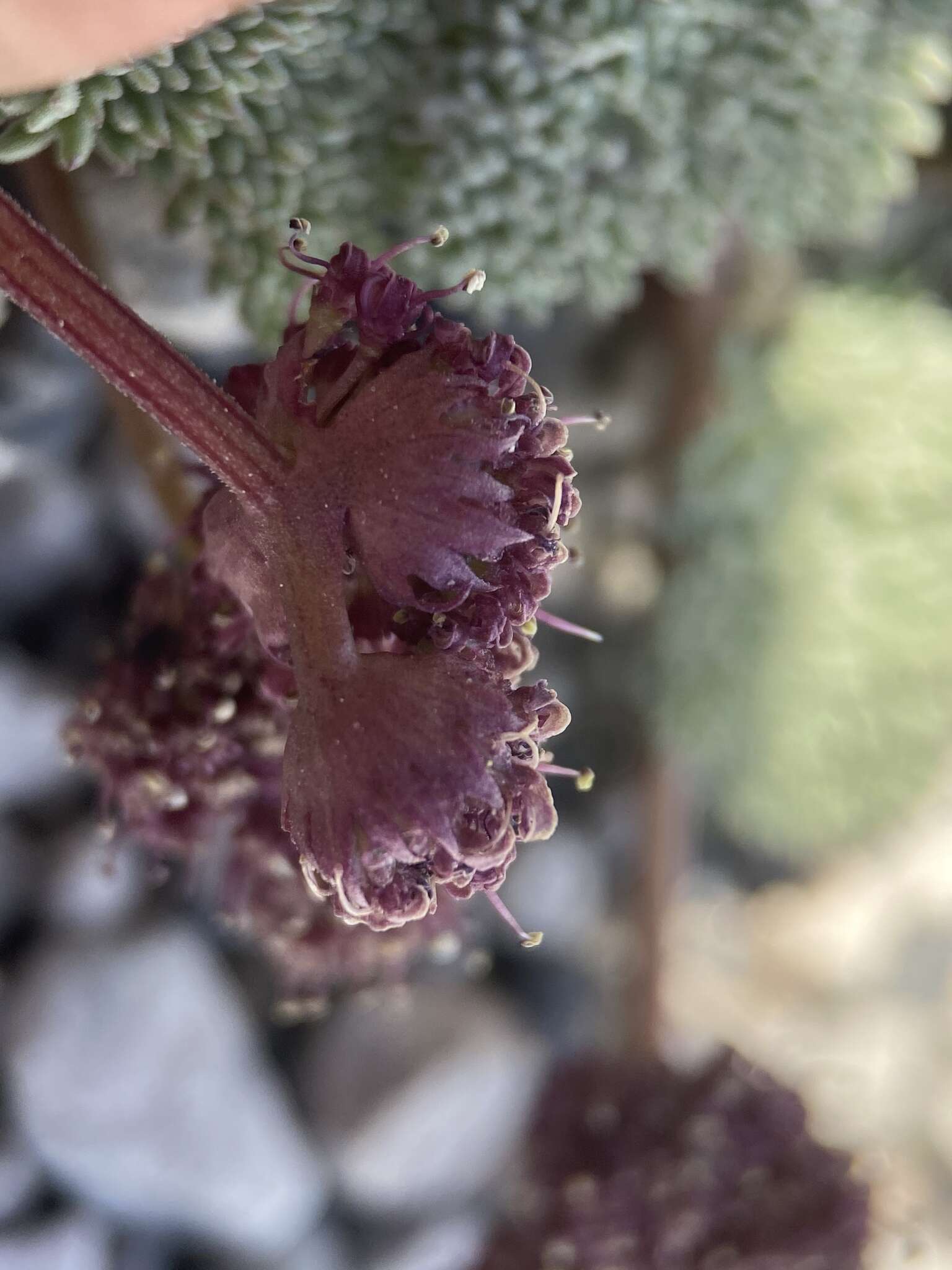 Image of gray springparsley