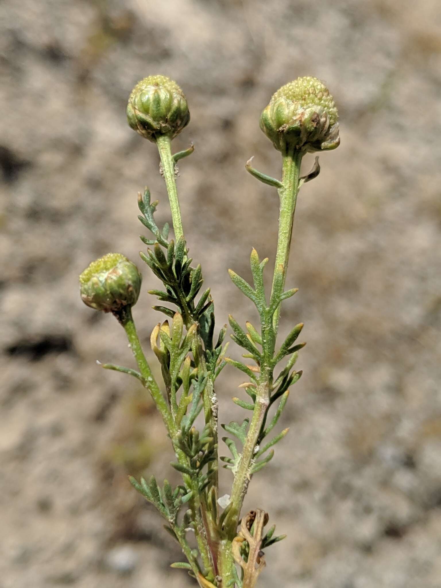 Image of Valley Mayweed