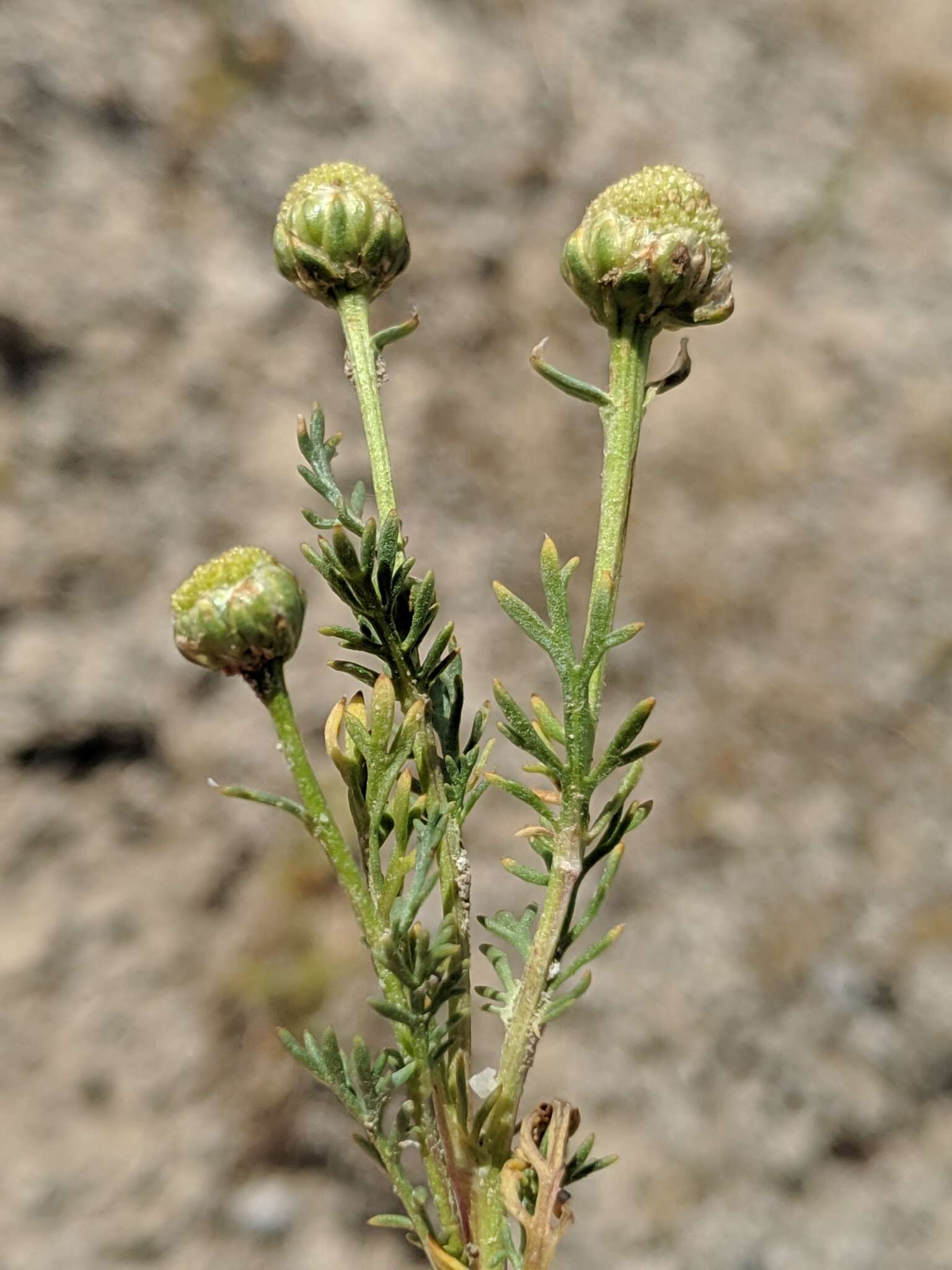 Imagem de Matricaria occidentalis Greene