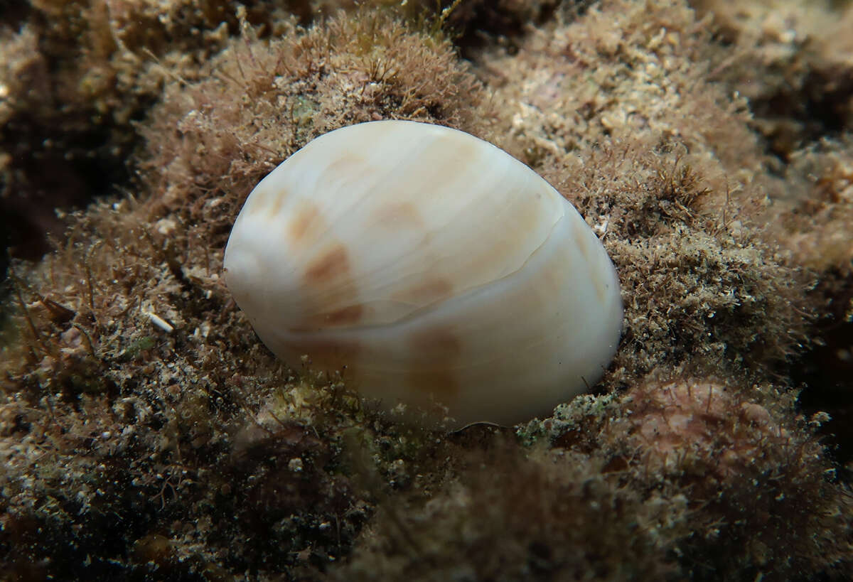 Слика од Mammilla melanostoma (Gmelin 1791)