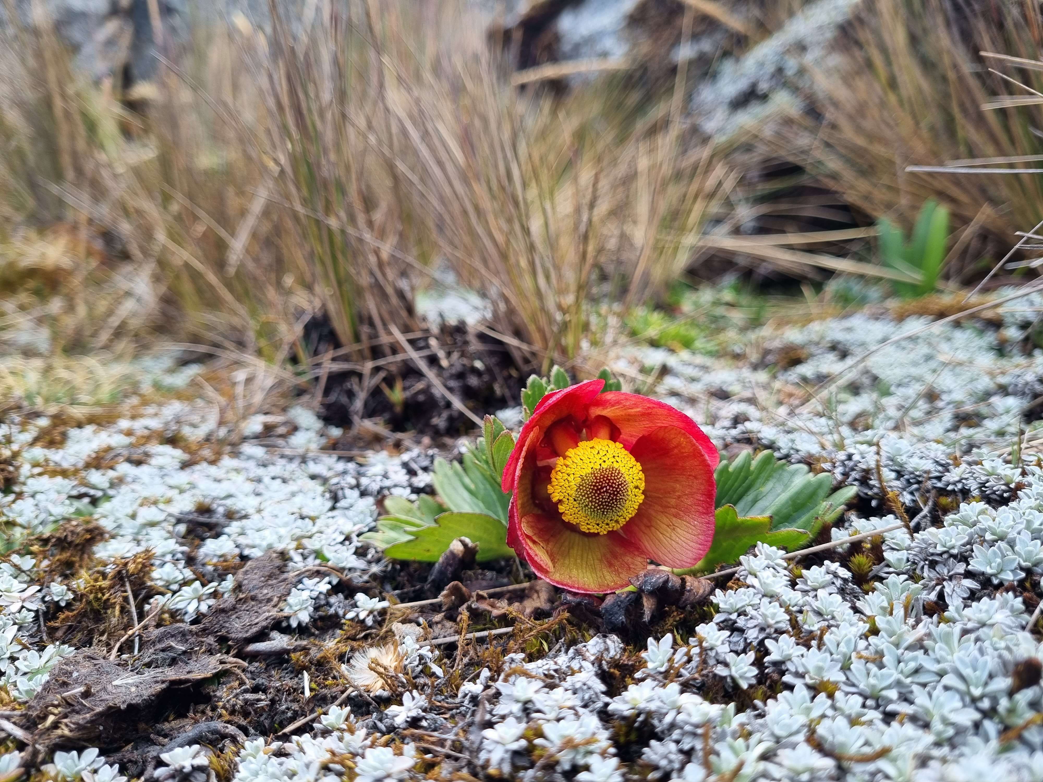 Image of Ranunculus weberbaueri (Ulbr.) Lourteig