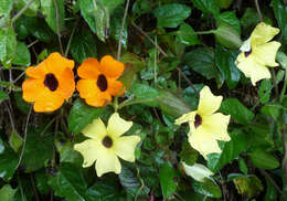 Image de Thunbergia alata Boj. ex Sims