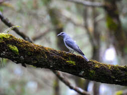 Image of Javan Cuckooshrike