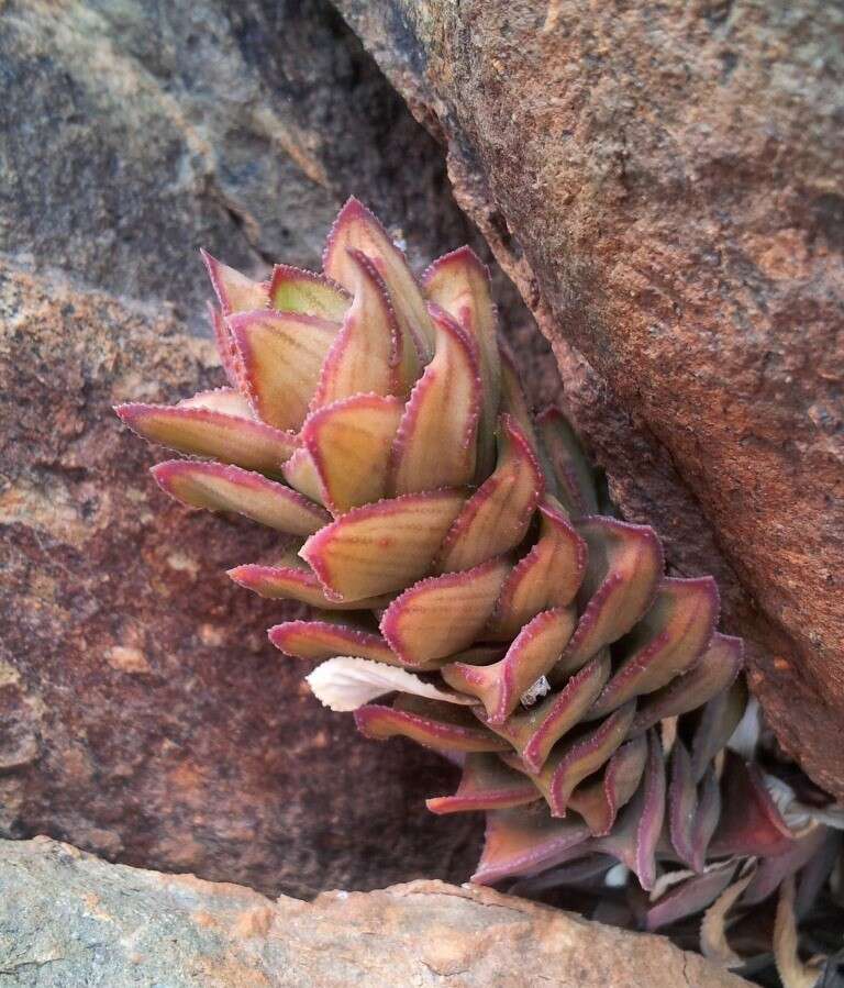 Image of Astroloba spiralis (L.) Uitewaal