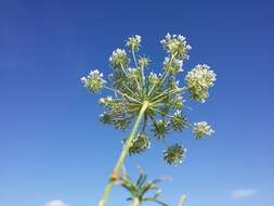 Imagem de Ammi majus L.