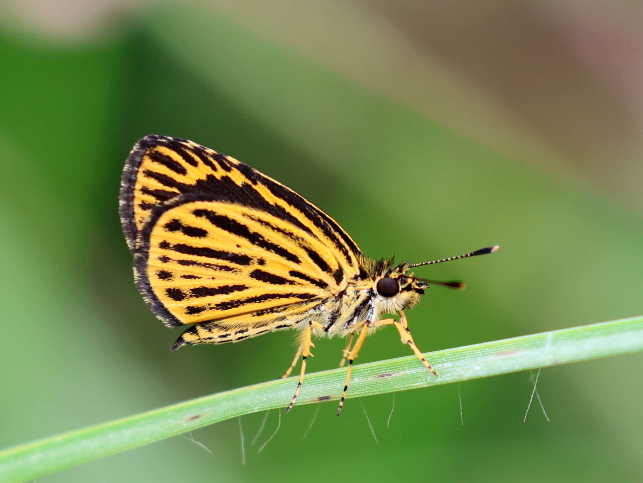 Image of Ampittia subvittatus