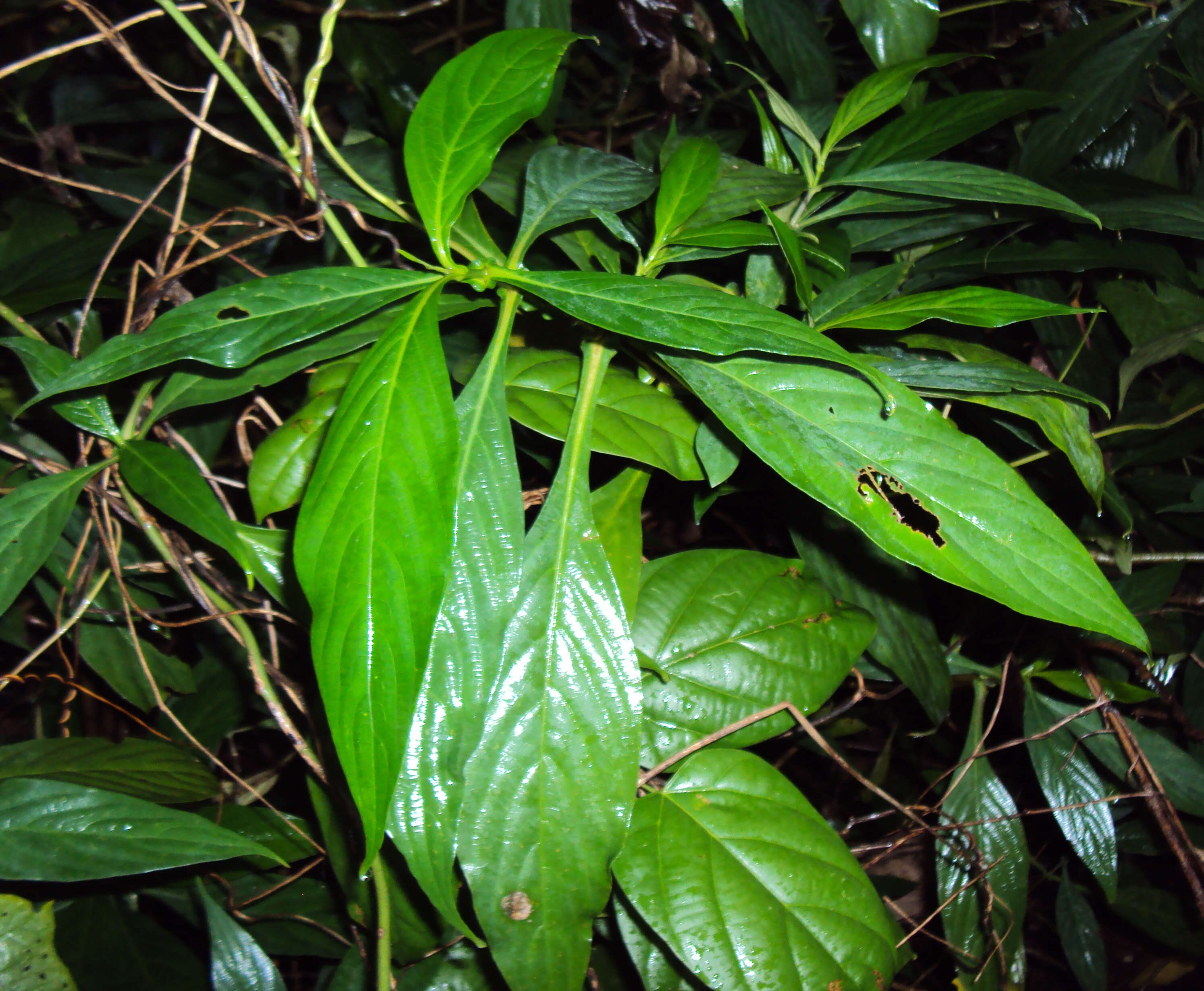 Strobilanthes integrifolius (Dalz.) Kuntze resmi