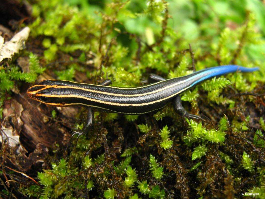 Image of Sumichrast's Skink