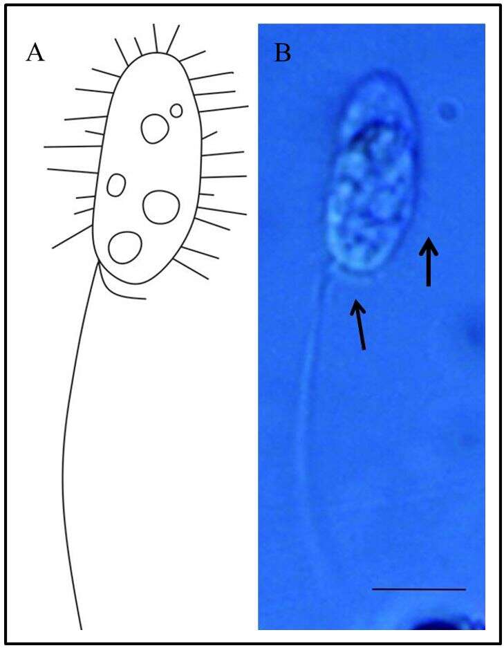 Image of Chromulinales