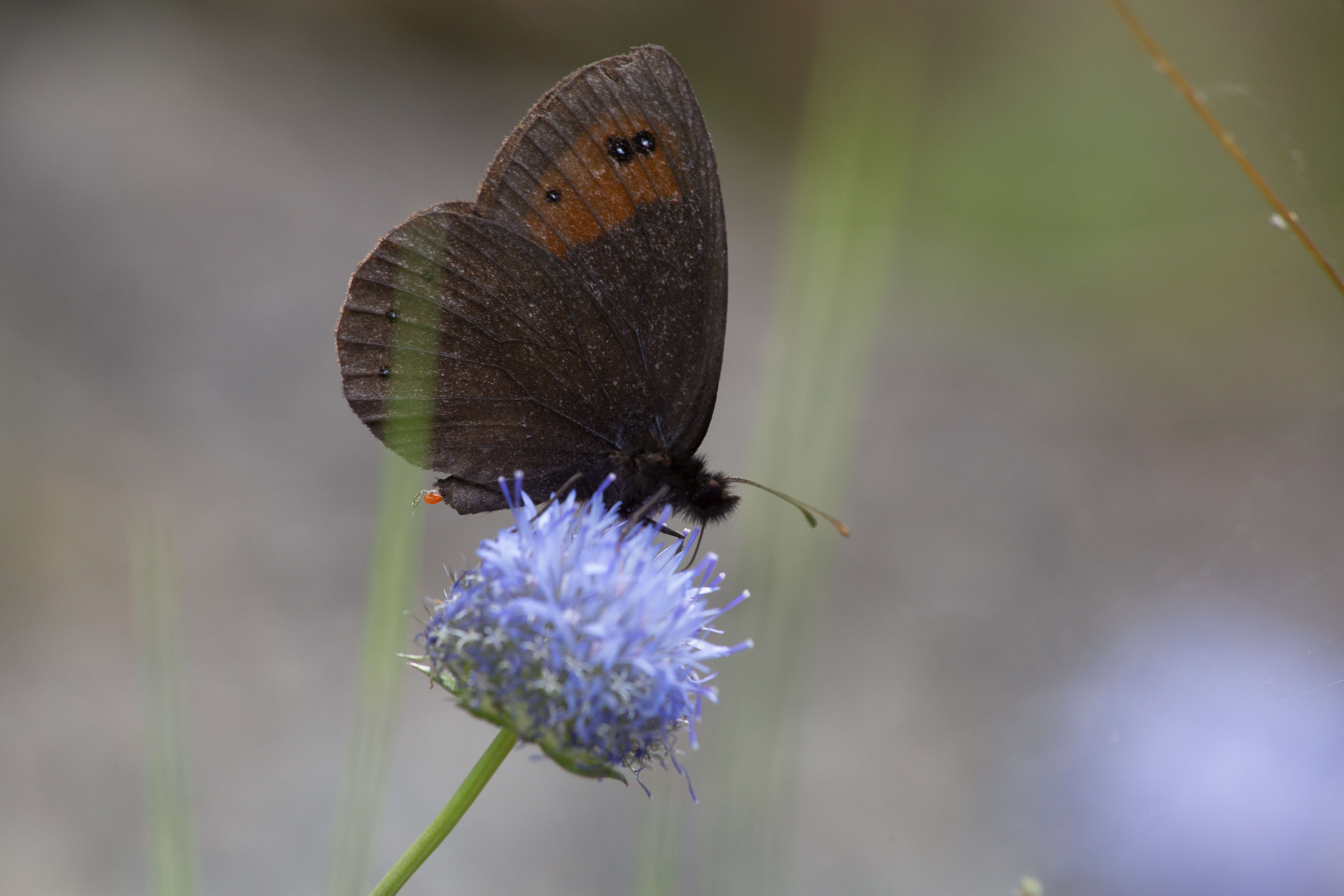 Image of Piedmont Ringlet